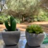Candele decorative - Cactus - immagine 2