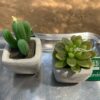 Candele decorative - Cactus